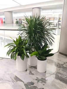 北仑绿植出租价格究竟多少？一文给你讲清楚